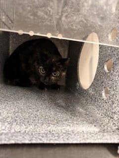 Ketchup - Domestic Short Hair