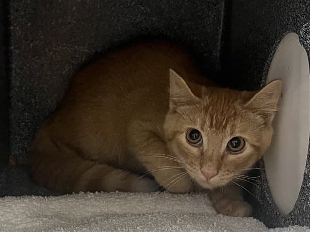 Mustard - Domestic Short Hair