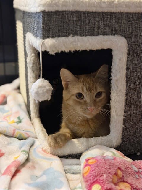 Mustard - Domestic Short Hair