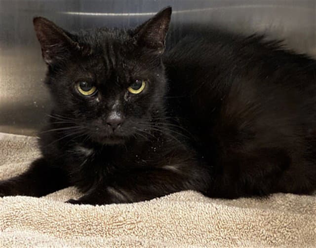 Rasputia - Domestic Short Hair