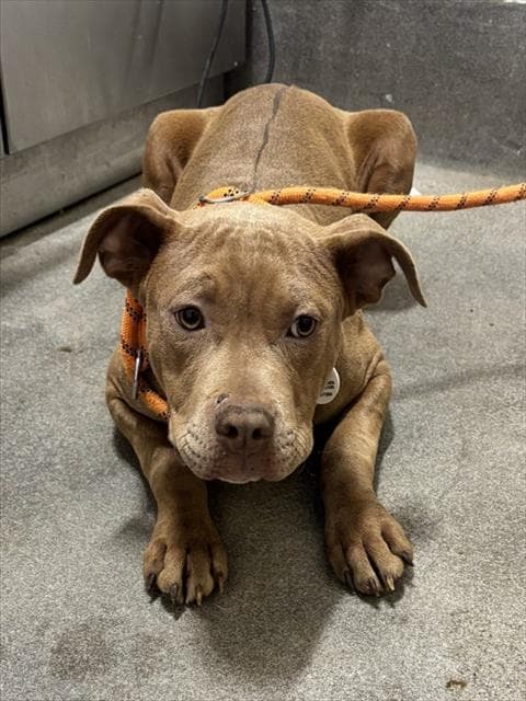 Lainey - Pit Bull Terrier