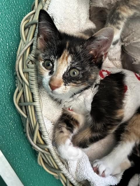Elektra - Domestic Short Hair