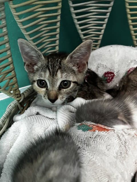 Supergirl - Domestic Short Hair