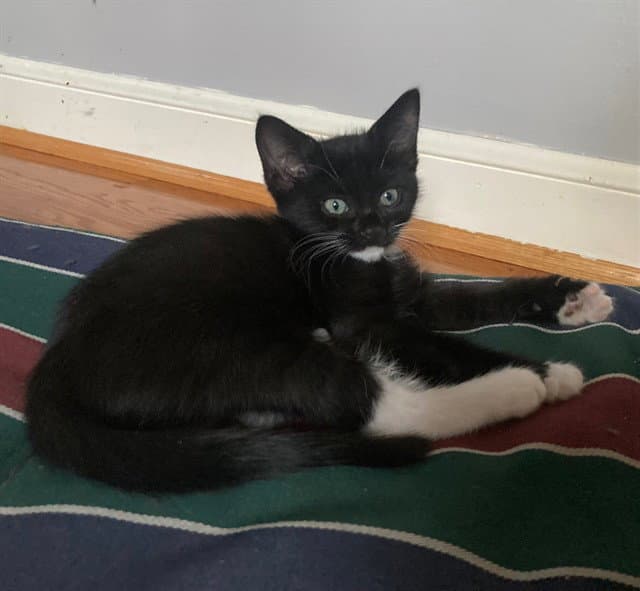Casey - Domestic Short Hair