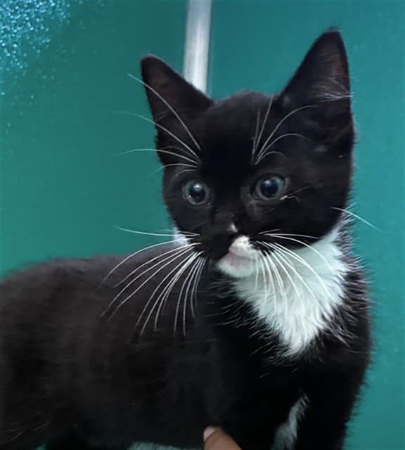 Gideon - Domestic Short Hair