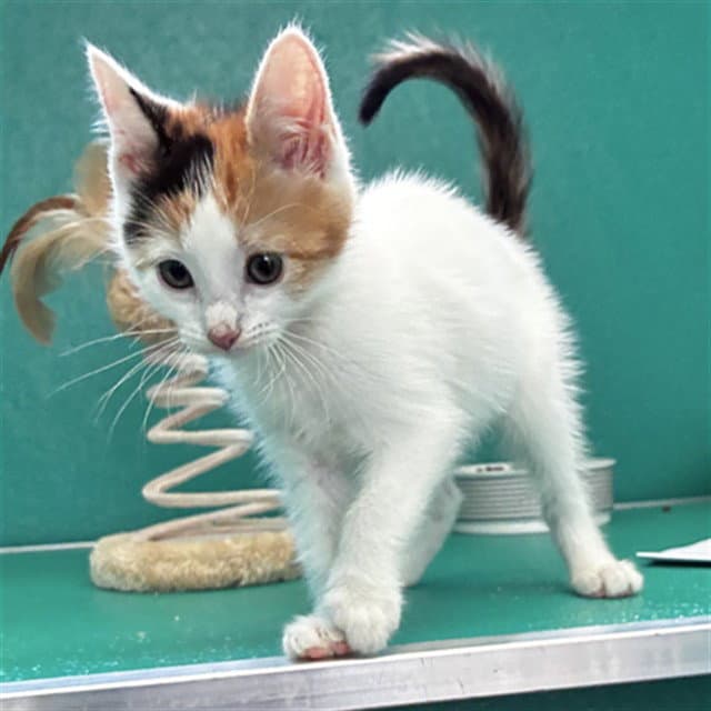 Quigley - Domestic Short Hair