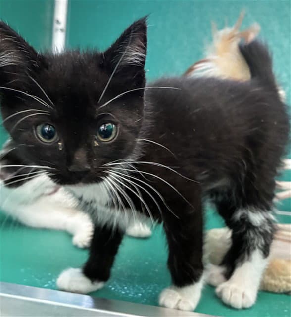 Qutie - Domestic Short Hair