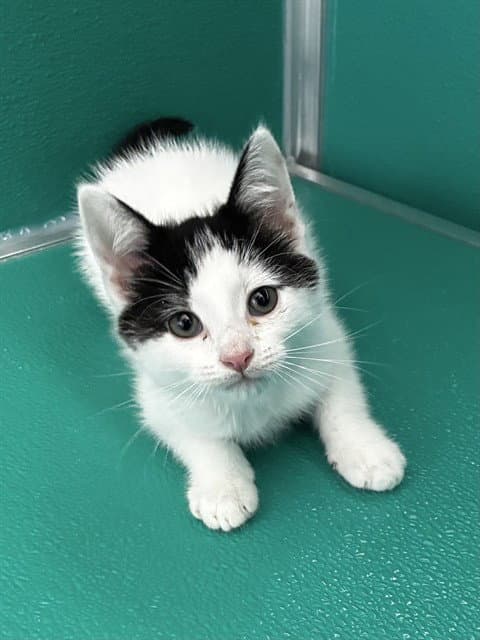 Quailen - Domestic Short Hair