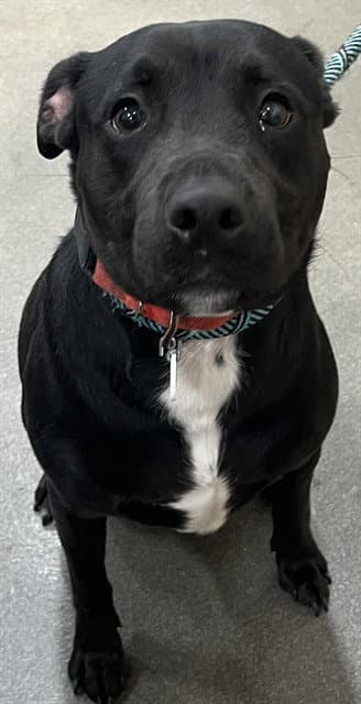 Oreo - Labrador Retriever