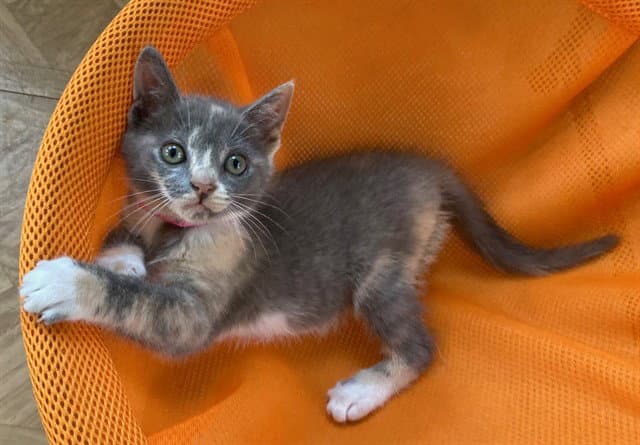 Toodie - Domestic Short Hair