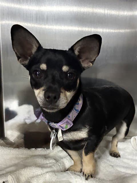 Ariella - Chihuahua