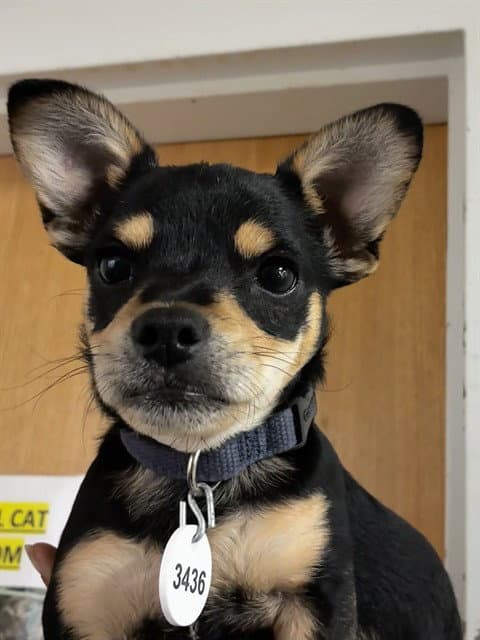 Koa - Chihuahua