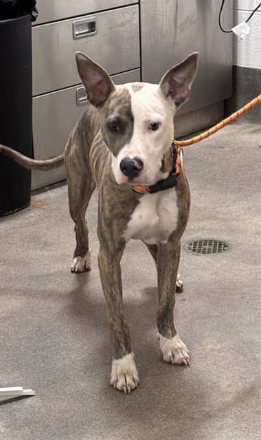 Marvin - Pit Bull Terrier