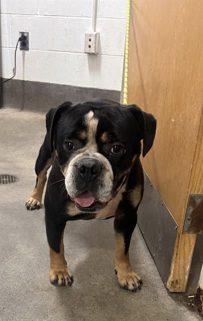 Enstein - Bulldog