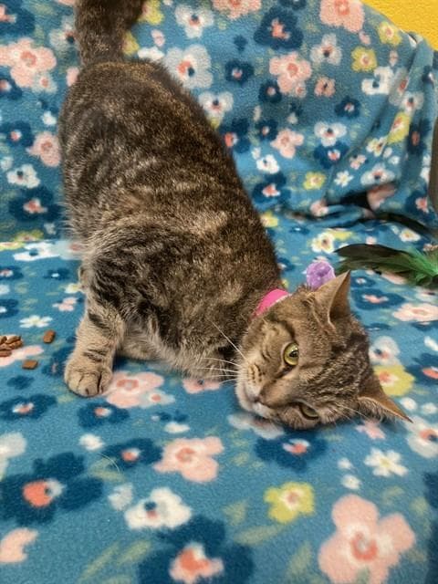 Shortcake - Domestic Short Hair