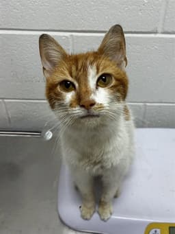 Ginger image 1