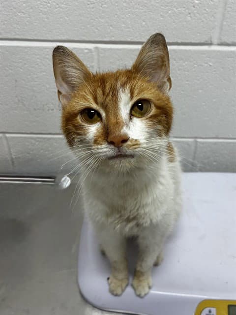 Ginger - Domestic Short Hair