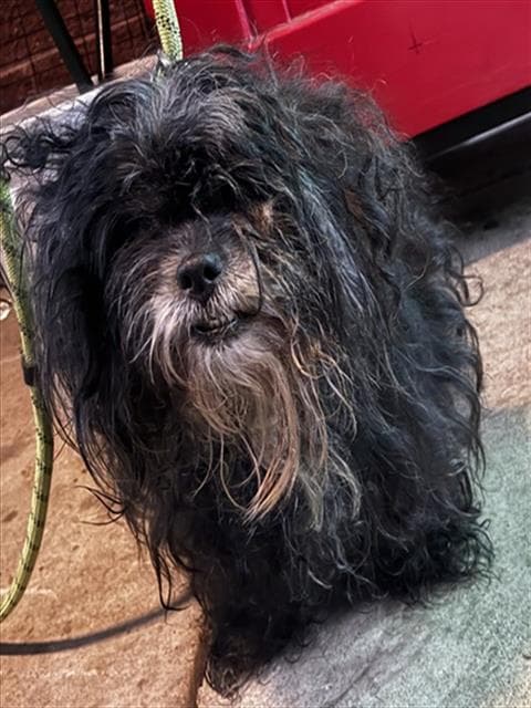 Sassy - Havanese