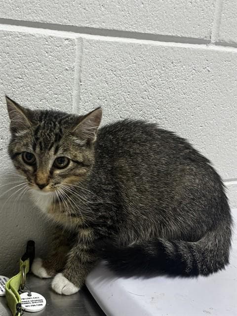 Misty - Domestic Short Hair