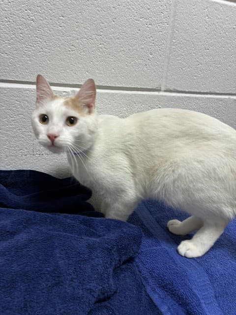 Malcolm - Domestic Short Hair