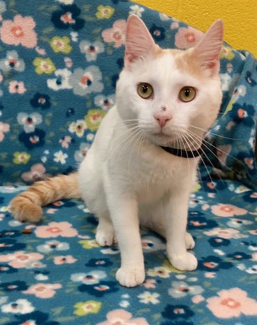 Malcolm - Domestic Short Hair