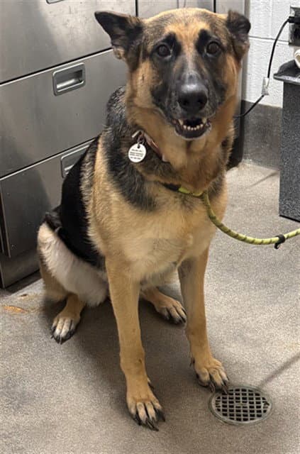 Ariah - German Shepherd Dog