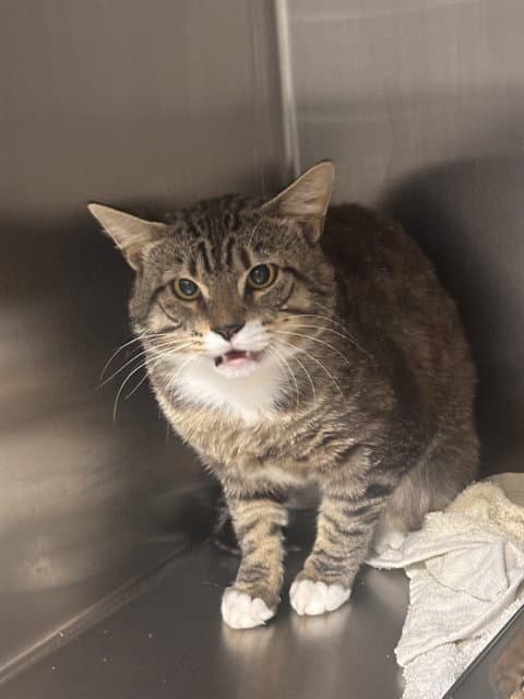 Norse - Domestic Short Hair