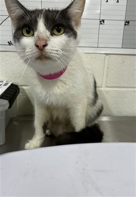 Adella - Domestic Short Hair