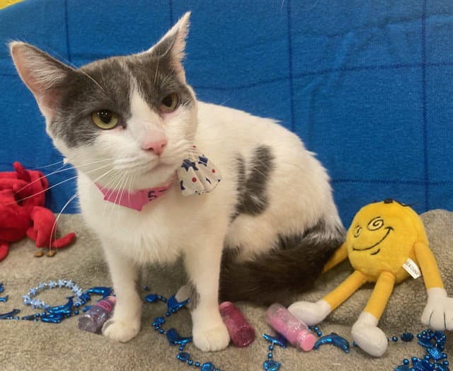 Adella - Domestic Short Hair