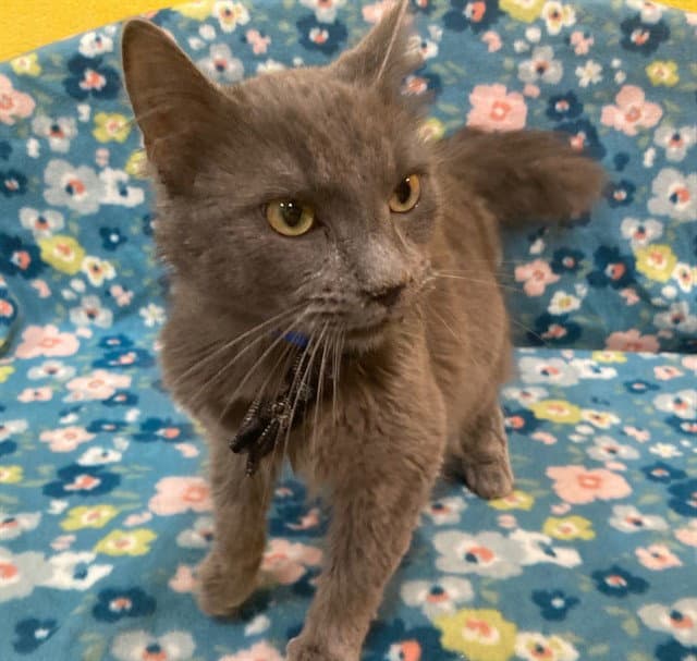 Agnar - Domestic Medium Hair