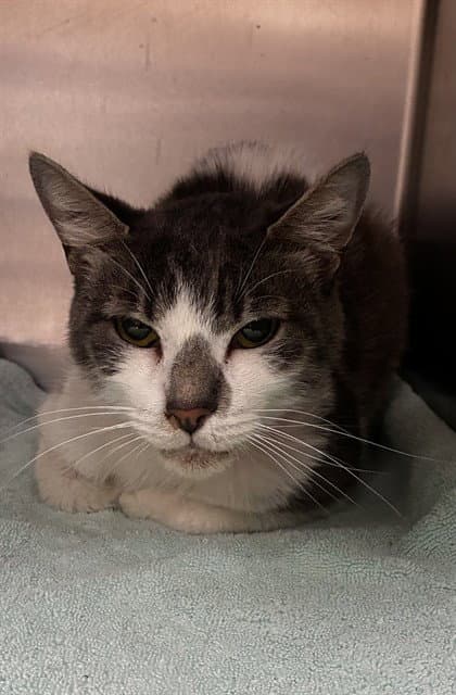 Lexi - Domestic Short Hair