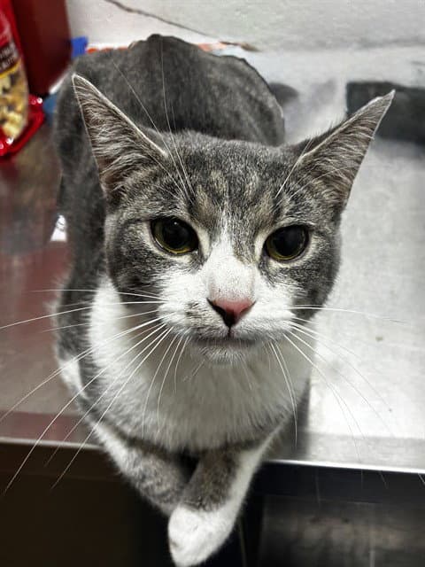 Asia - Domestic Short Hair