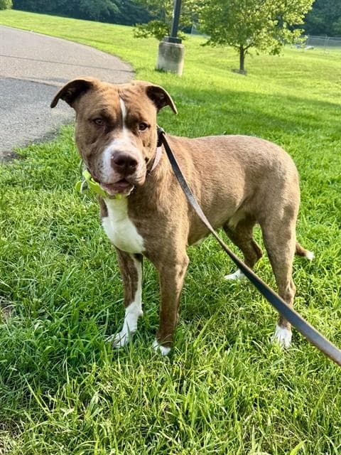 Suki - Pit Bull Terrier