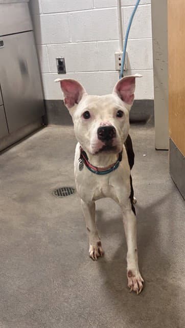 Violet - Pit Bull Terrier