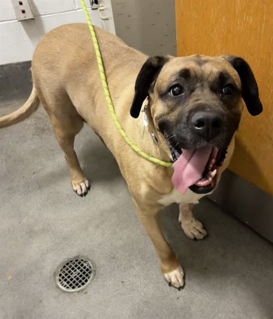 Roxy - Mastiff
