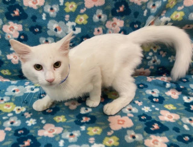 Frosty - Domestic Medium Hair