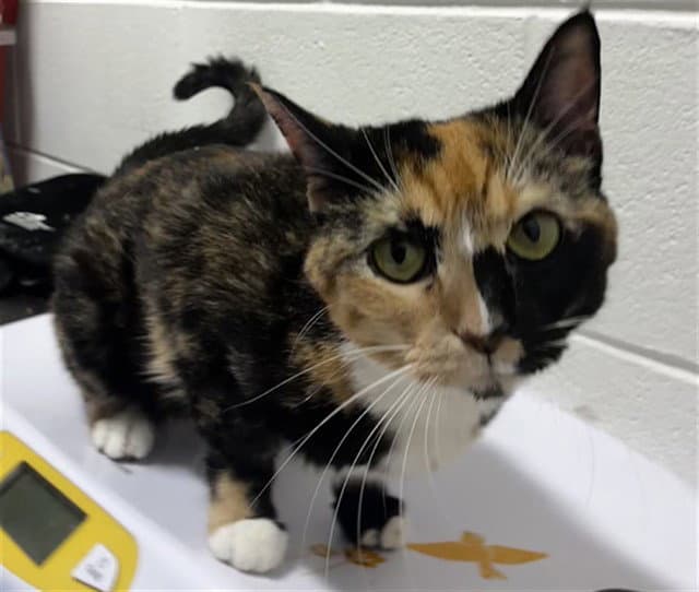 Lilo - Domestic Short Hair