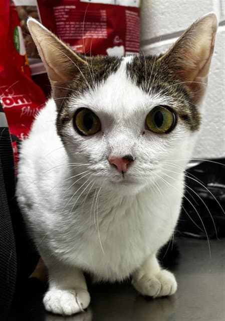 Stitch - Domestic Short Hair