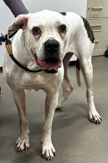 Apple - American Bulldog