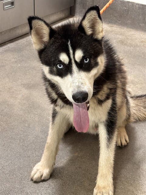 Ojo - Siberian Husky