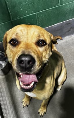 Sampson image 1