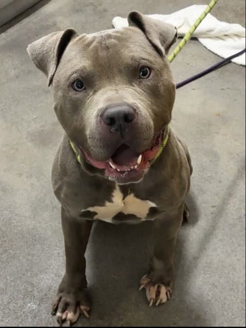 Zues - American Bulldog
