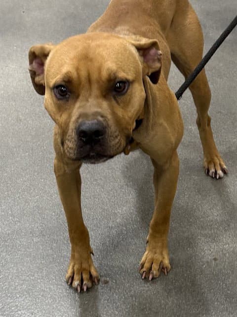 Tex - Pit Bull Terrier