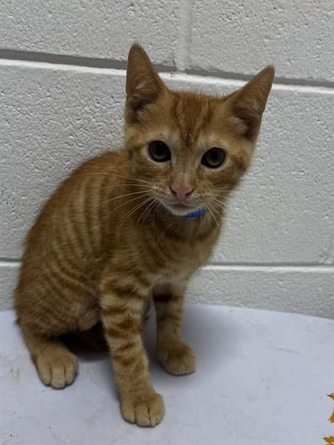 Tate - Domestic Short Hair