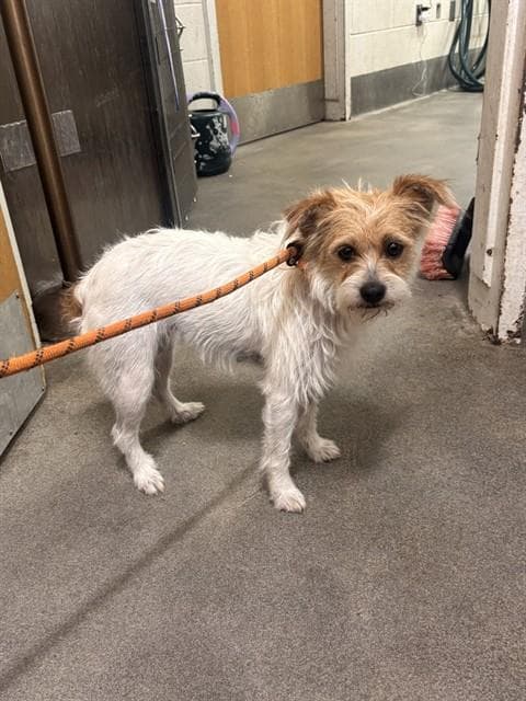 Vixie - Jack Russell Terrier (Parson Russell Terrier)