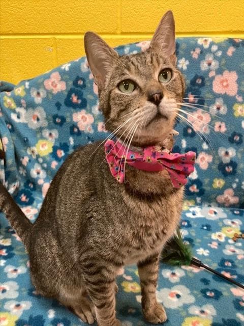 Rebecca - Domestic Short Hair