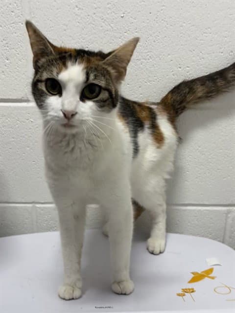Becky - Domestic Short Hair