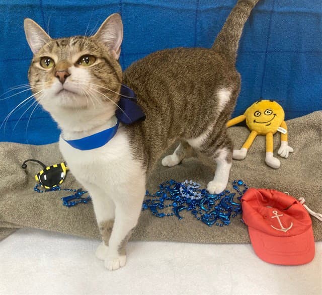 Harry - Domestic Short Hair