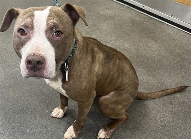 Luna - Pit Bull Terrier