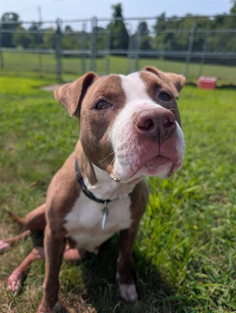 Luna - Pit Bull Terrier
